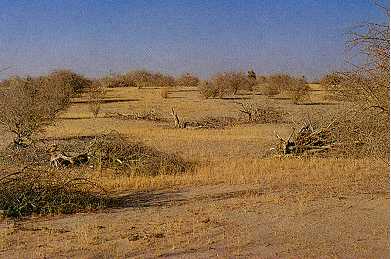 De droogte in de Sahel in Afrika houdt al meer dan 30 jaar aan en heeft ertoe geleid dat duizenden mensen van de honger stierven.